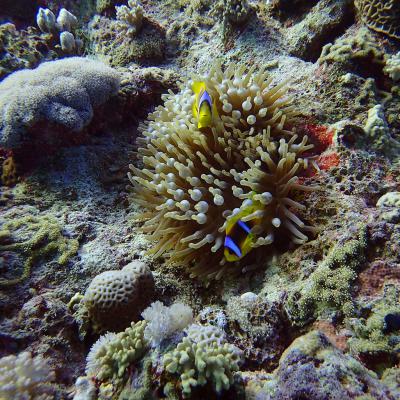 2016 10 Egypt Safari Bde 04