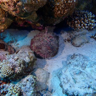 2016 10 Egypt Safari Bde 05