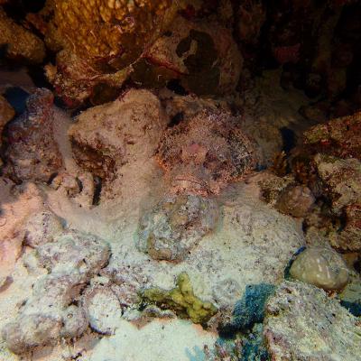 2016 10 Egypt Safari Bde 06