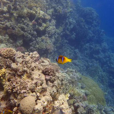 2016 10 Egypt Safari Bde 07