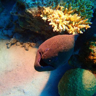 2016 10 Egypt Safari Bde 08