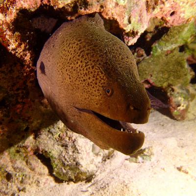 2016 10 Egypt Safari Bde 09