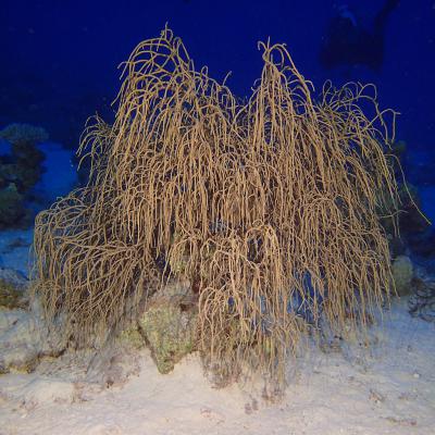 2016 10 Egypt Safari Bde 10