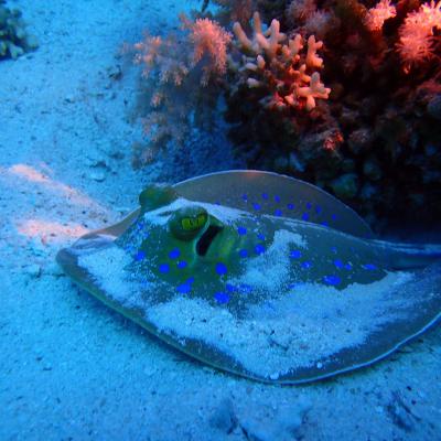 2016 10 Egypt Safari Bde 13