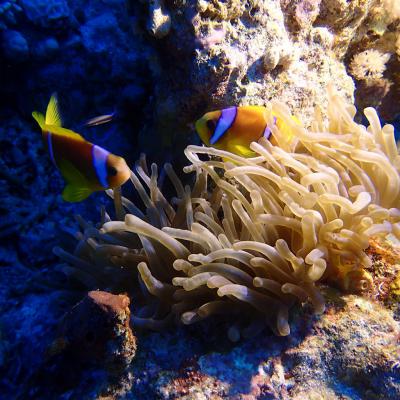 2016 10 Egypt Safari Bde 14