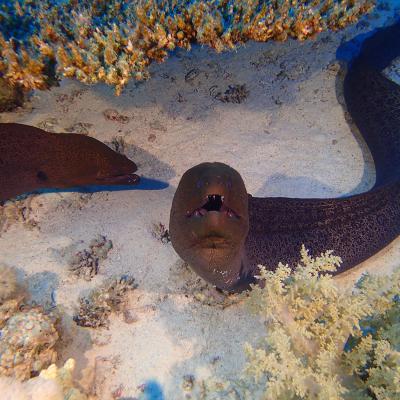 2016 10 Egypt Safari Bde 15