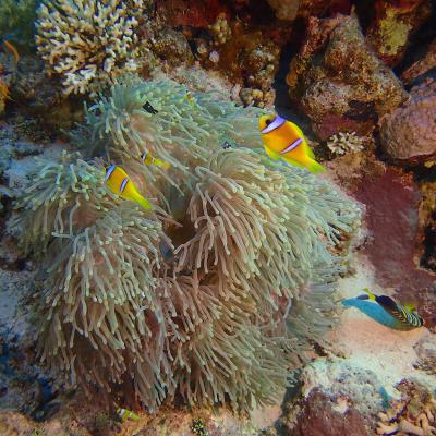 2016 10 Egypt Safari Bde 16