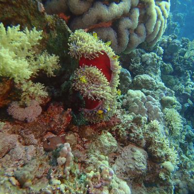 2016 10 Egypt Safari Bde 17