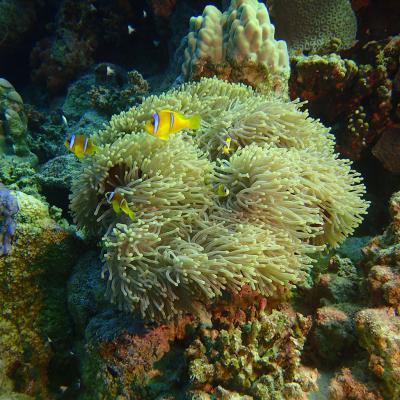 2016 10 Egypt Safari Bde 18