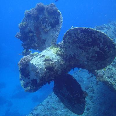 2016 10 Egypt Safari Bde 26