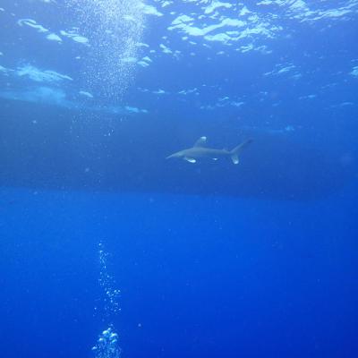 2016 10 Egypt Safari Bde 35