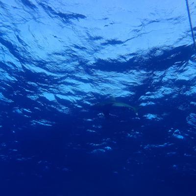 2016 10 Egypt Safari Bde 36