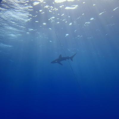 2016 10 Egypt Safari Bde 39