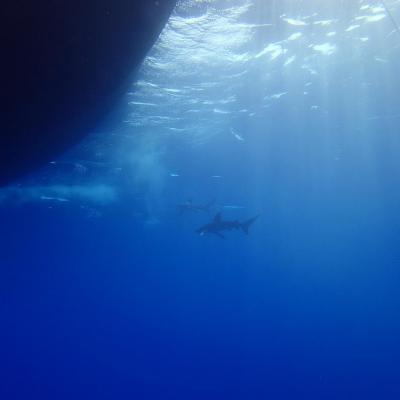 2016 10 Egypt Safari Bde 40