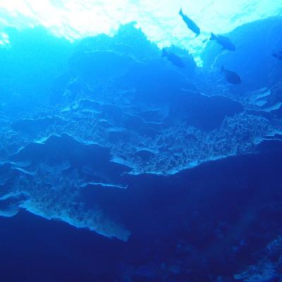 2016 10 Egypt Safari Bde 41