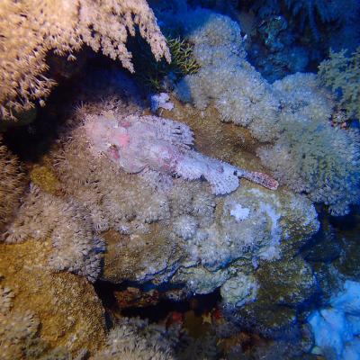 2016 10 Egypt Safari Bde 44