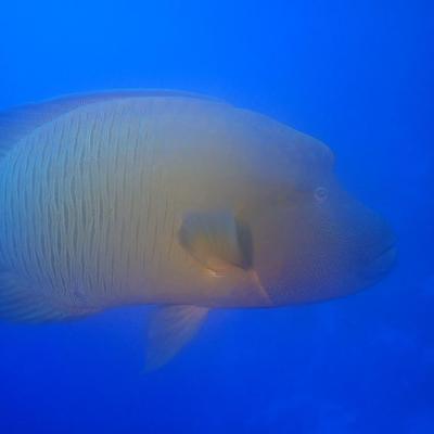 2016 10 Egypt Safari Bde 45